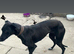 Black male Greyhound