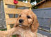 Cockapoo puppies