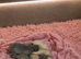 French Bulldog Puppies