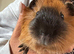 Cali boar needs a friend