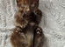 Two adorable brothers