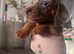 REDUCED***2stunning sizzling sausage boys