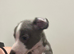 Beautiful pedigree whippet puppies