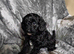 Stunning f1b cavapoo