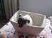SHIH TZU/JACK RUSSELL MALE PUPPY