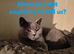 Athena, Absolutely Stunning British Shorthair GCCF and TICA registered.