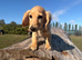 Longhaired Cream Miniature Dachshund