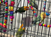 Baby lovebirds