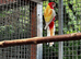 Gorgeous young Rosellas