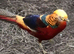Red Golden pheasant cocks available