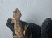 Crested geckos