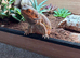 Bearded dragon & set up