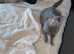 British Shorthair Female &ndash; Looking for a Loving Home