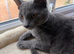 Female Russian blue kitten