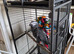 African grey parrot