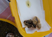 Beautiful Baby Italian Quail for sale