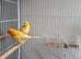 Canary