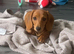Miniature Dachshund Boy
