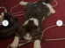 2 lovely kittens needing forever home.