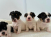 Adorable Jack Russel pups for sale
