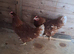 Pakistan  chicken