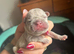 French Bulldog puppies