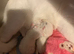 Female pure white kitten