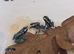 Dendrobates tinctorius &lsquo;Powder Blue&rsquo; Dart Frogs &ndash; Juveniles &ndash; Nottingham
