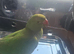 Baby Indian ring neck