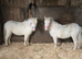 Perfect therapy/show/children's pony