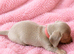 Miniature dachshunds health clear