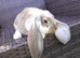Pure English  Lop baby rabbit BLACKPOOL