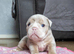 English bulldogs merle