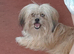 8 months old shih tzu