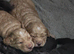 Gorgeous miniature labradoodle puppies