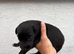 Lurcher pups for sale