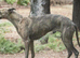 KC reg Blue Brindle Female Whippet