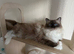 RAGDOLLS READY NOW.