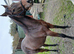 Bay yearling filly.