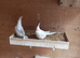I have 3 baby cockatiels for sale