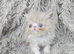 Beautiful Persian kittens