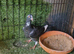 Racing pigeons