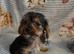 Yorkshire terrier x jackrussel