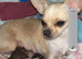 Teacup chihuahua