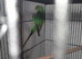 Swift parakeet