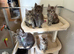 Exceptional TICA Registered Maine Coon Kittens | Health Tested | Raised in Our Family Home