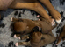 Champion breed boxer puppies