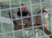 Zebra finches