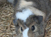 Guinea pig pairs