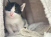 GORGEOUS BLACK & WHITE KITTENS FOR SALE